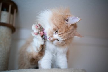 Kedi pis pençelerini yalıyor.