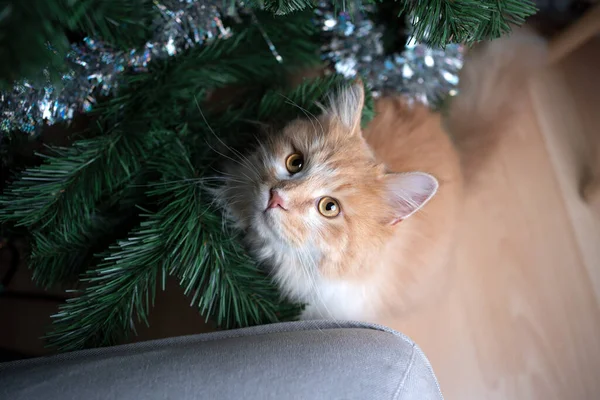 Kočičí vánoční stromek — Stock fotografie