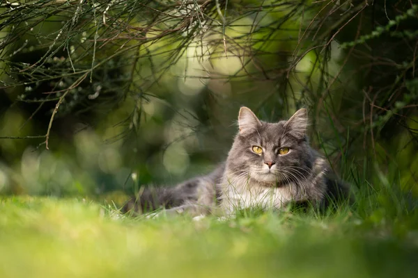 Кішка в природі — стокове фото