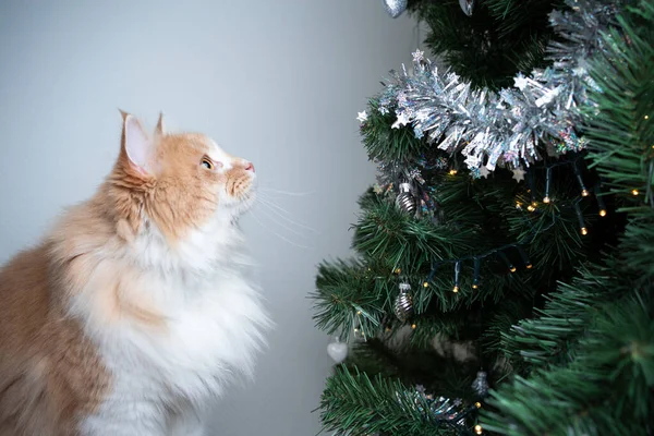 Katt julgran — Stockfoto