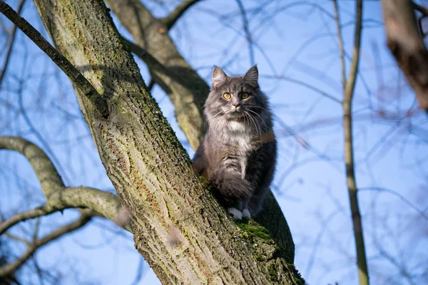 Katt på träd — Stockfoto