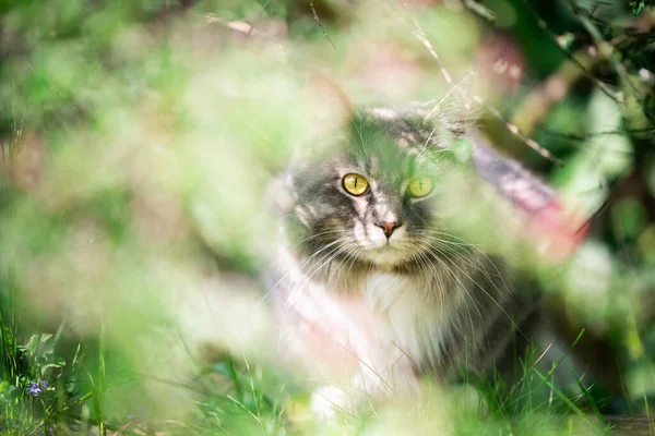 Katt som gjemmer seg i bushen – stockfoto