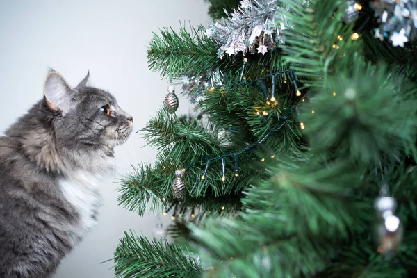 Katt julgran — Stockfoto