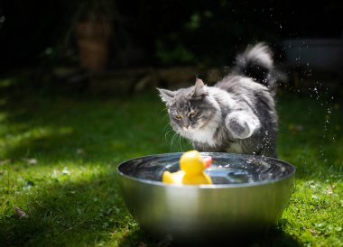 Kedi lastik ördekle oynuyor.