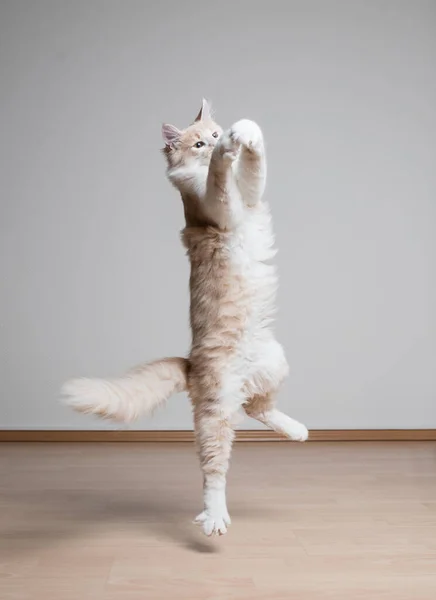 Hrát si na kočku, jak vyskakuje do vzduchu — Stock fotografie