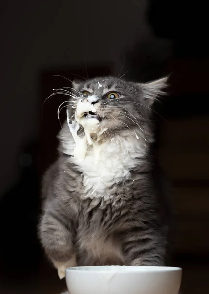Gato bagunçado manchado com jogurt — Fotografia de Stock