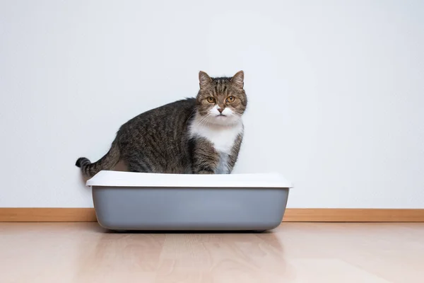 Katze benutzt Wurfbox — Stockfoto