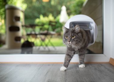 Kedi kanadından geçiyor.