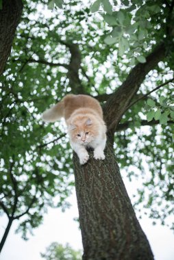 Kedi ağaçtan iniyor.