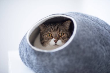 rahat mağaradaki kedi