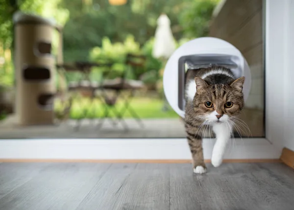 Katze passiert Katzenklappe — Stockfoto