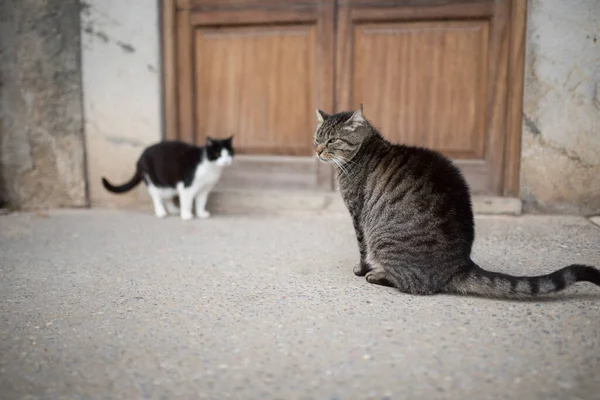 Две кошки перед деревянной дверью — стоковое фото