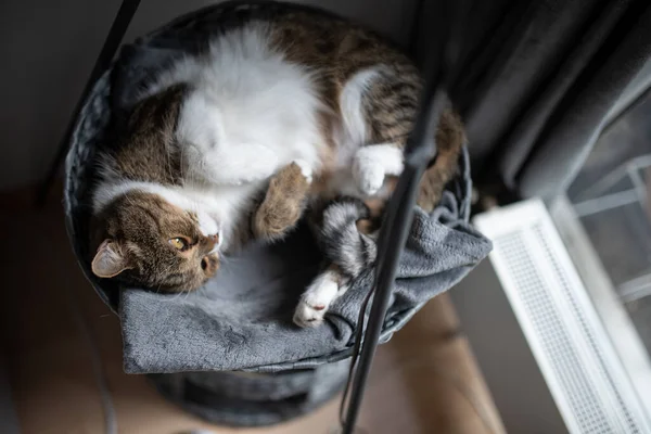 Chat relaxant sur lit pour animaux — Photo