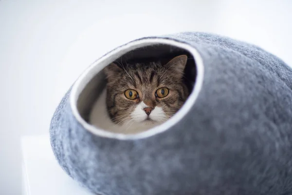 Katze in heimeliger Filzhöhle — Stockfoto