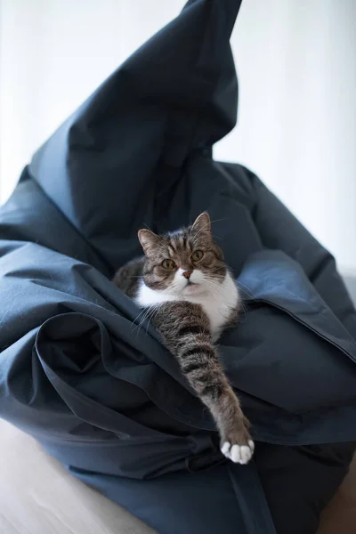 Chat relaxant sur un sac de haricots — Photo