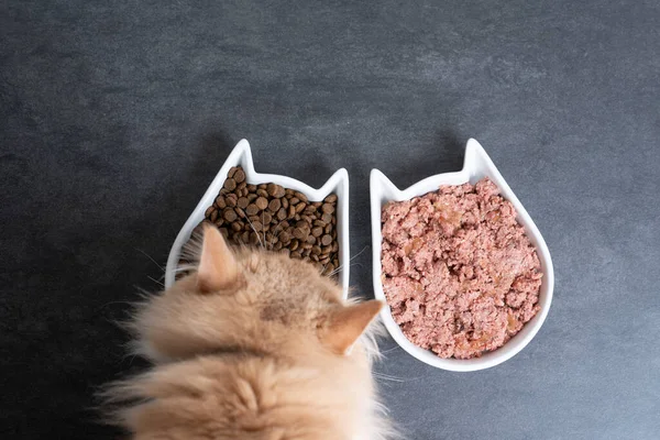 maine coon cat eating pet food from dish