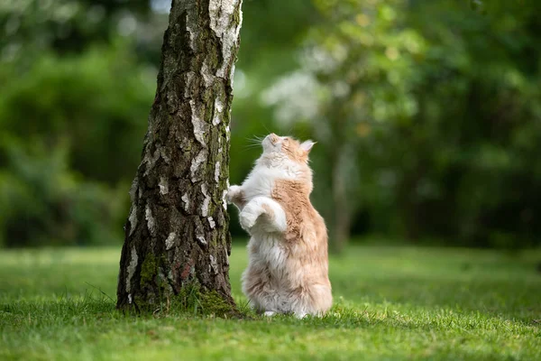 猫在大自然中寻找树 — 图库照片