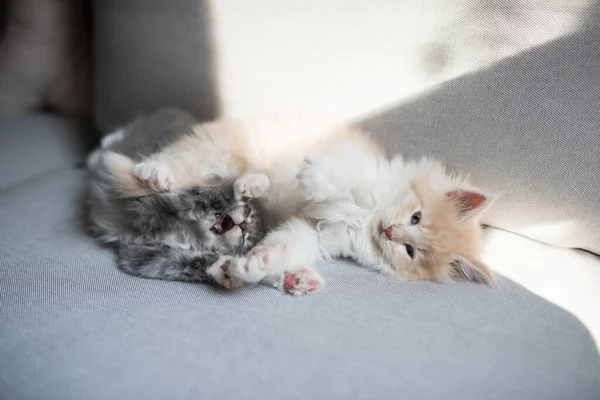 Maine coon kittens spelen op de bank — Stockfoto