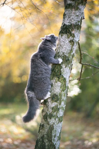 Maine coon gato trepando árbol — Foto de Stock