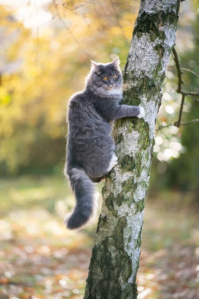 Maine mýval kočka lezení strom — Stock fotografie