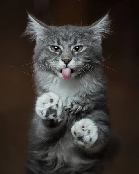 Lindo gato sobresaliendo lengua — Foto de Stock