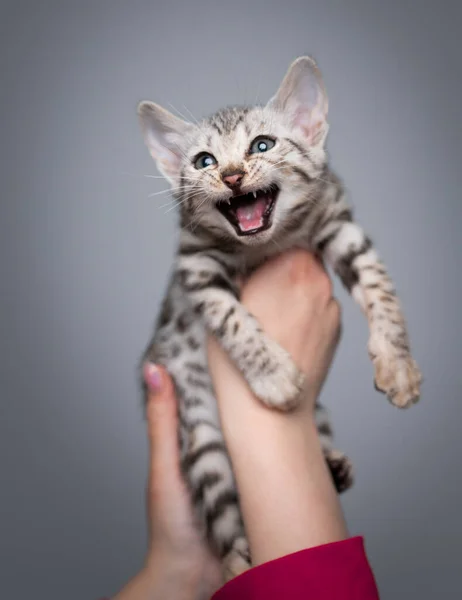 Bengal kitten in hand meowing — Stock Photo, Image