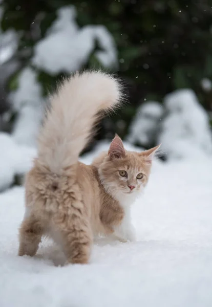 Gattino soffice in piedi nella neve — Foto Stock