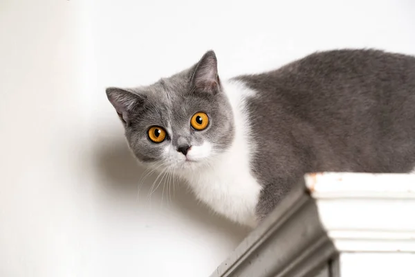 Cat on top of closet — Stock Photo, Image