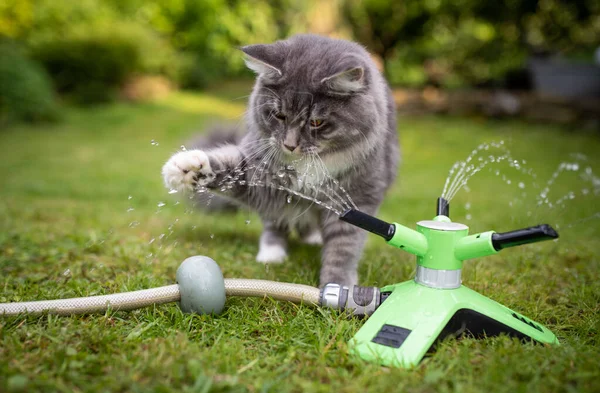 Kucing bermain dengan sprinkler air — Stok Foto