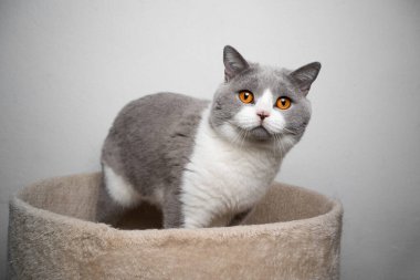 İngiliz kısa kedi portresi