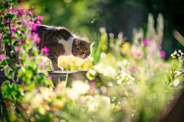 Güzel bahçedeki meraklı kedi