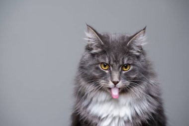 Dilini dışarı çıkaran kedi.