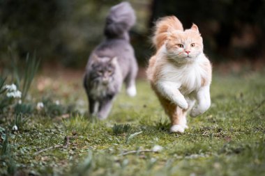 İki koşan kedi.
