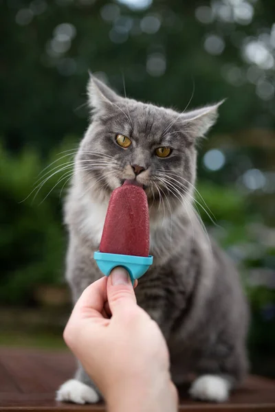 Kedi ev yapımı dondurma yalıyor. — Stok fotoğraf