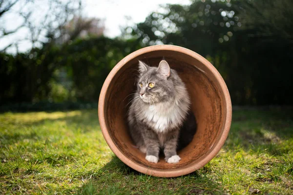 Macska -ban virág pot szabadban — Stock Fotó