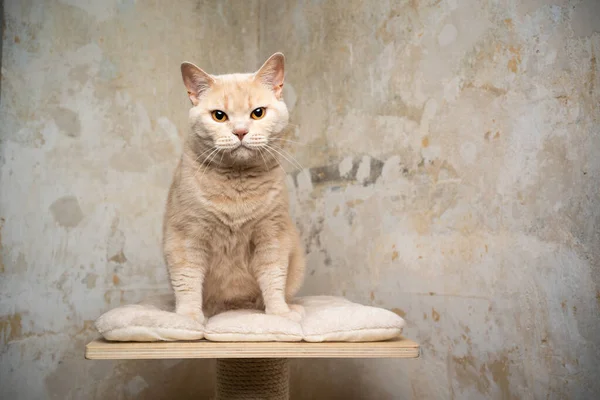 Britsh gato shorthair no posto de coçar — Fotografia de Stock