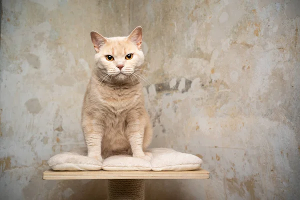 Chat à poil court cassant sur le poteau à gratter — Photo