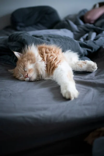 Chat dormir dans le lit des propriétaires — Photo