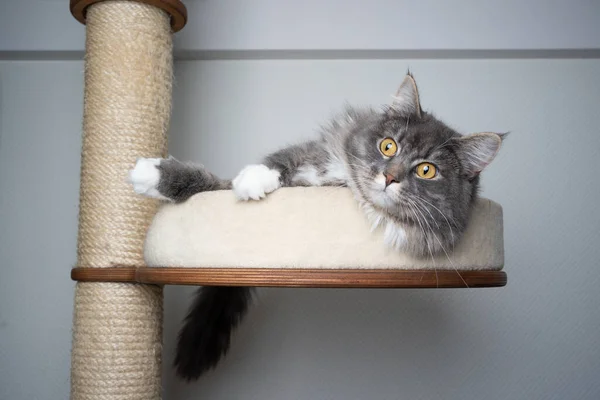 긁는 기둥 위에 누워 있는 고양이 — 스톡 사진