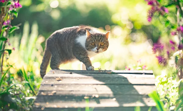 Gatto passeggiando nel giardino soleggiato — Foto Stock