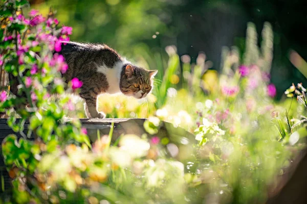 Ciekawy kot w pięknym ogrodzie — Zdjęcie stockowe
