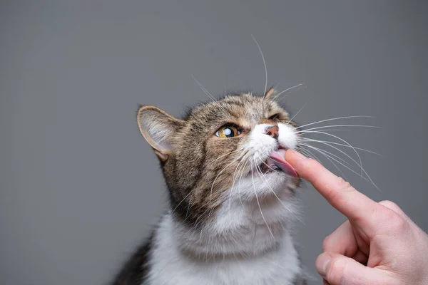 Katze leckt menschlichen Finger — Stockfoto