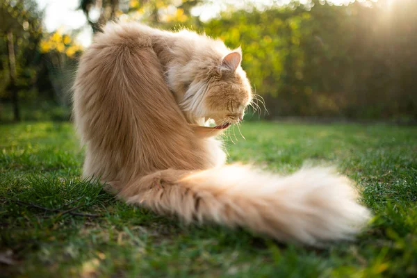 Langhaarkatze pflegt Fell im Freien — Stockfoto