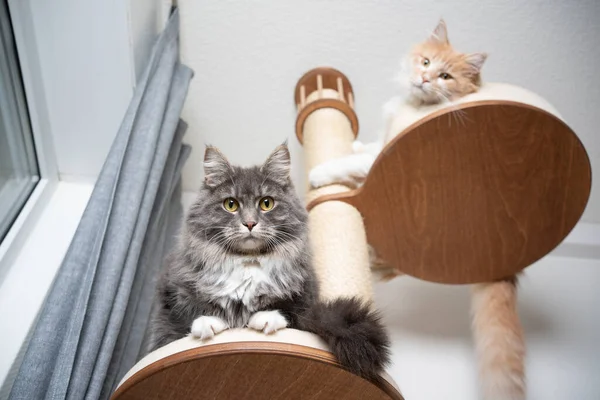Dois gatos no posto de coçar — Fotografia de Stock