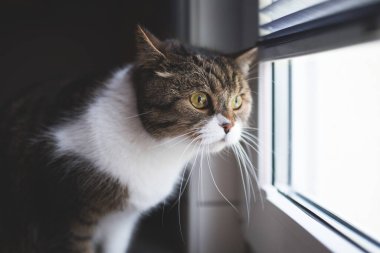 Pencereden dışarı bakan kedi.