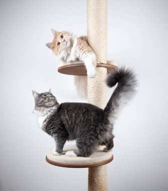 Kazı kazan üzerinde iki kedi