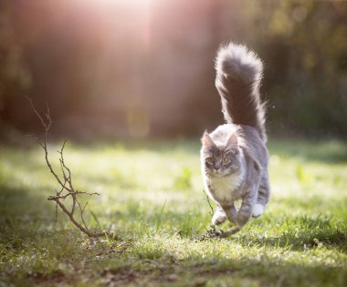 Bahçede koşan kedi