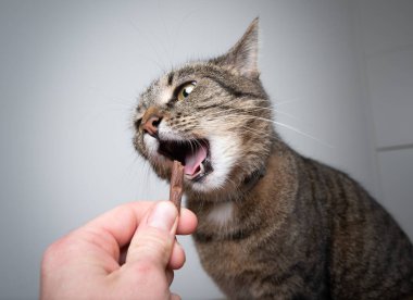 Kedileri ikramlarla beslemek