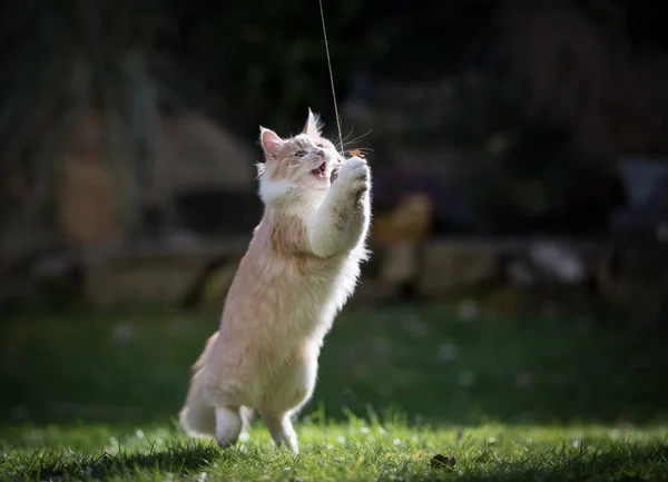 Кіт грає на відкритому повітрі в саду — стокове фото