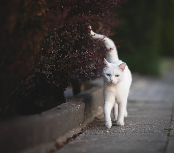 Katze läuft an Hecke entlang — Stockfoto